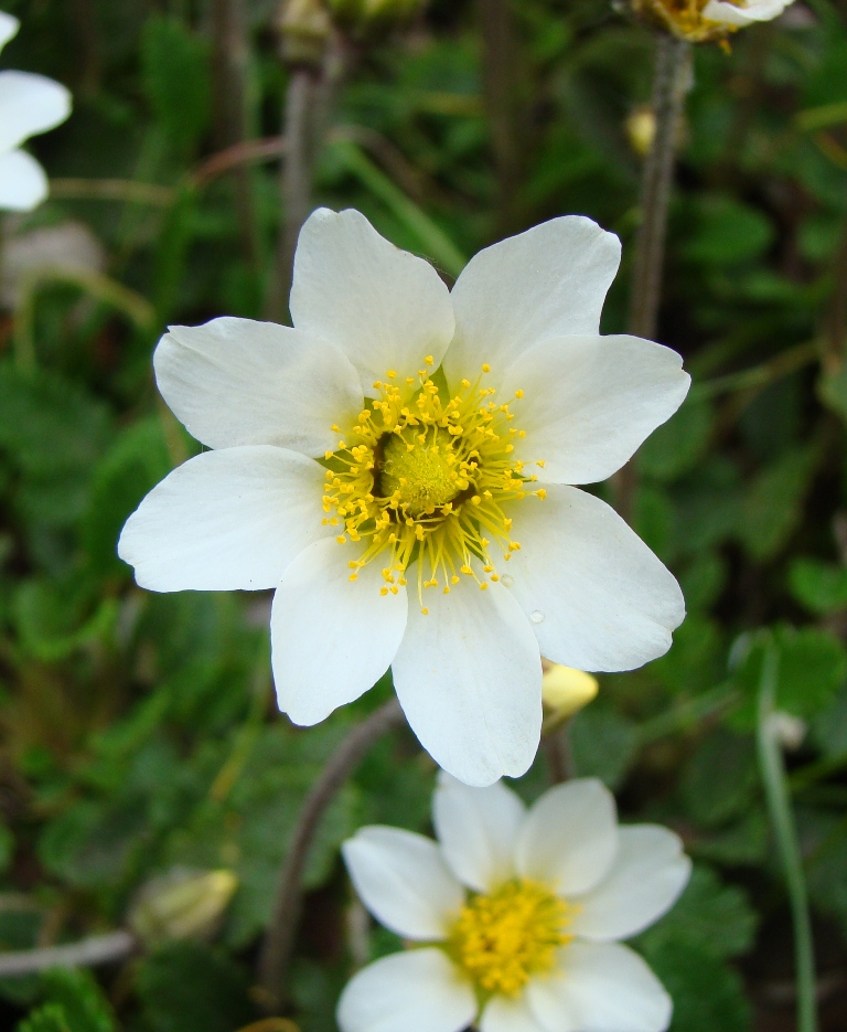 Image of Dryas punctata specimen.