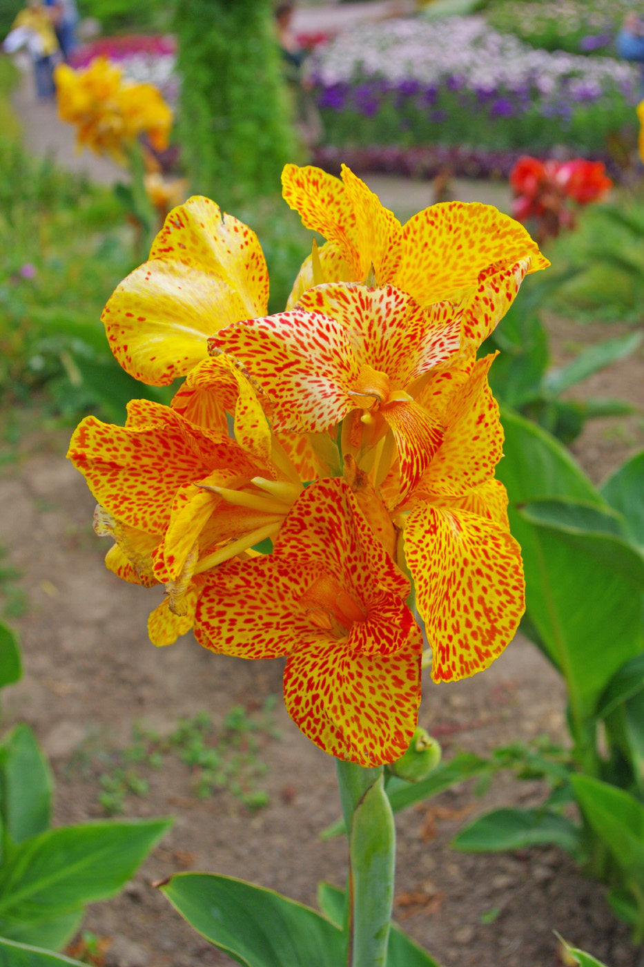 Image of Canna × orchiodes specimen.