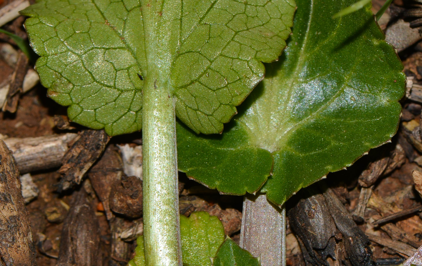Image of Eryngium glomeratum specimen.
