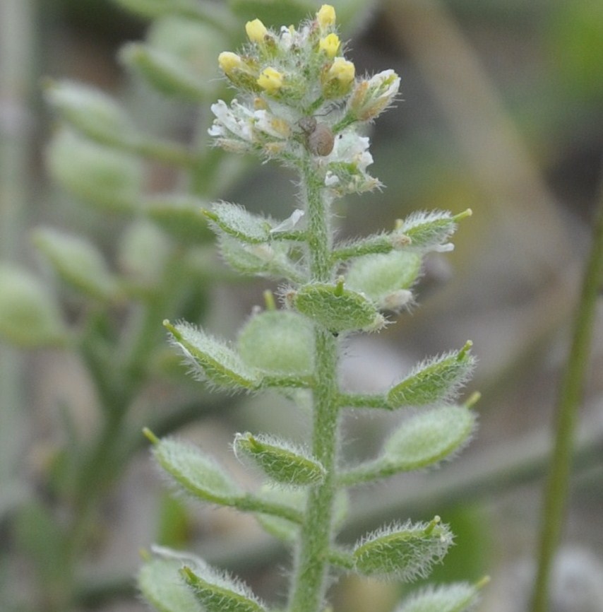 Изображение особи Alyssum strigosum.