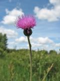 Cirsium dissectum. Верхушка цветоноса с соцветием. Нидерланды, провинция Drenthe, национальный парк Drentsche Aa, заказник Eexterveld, молиниевый луг. 14 июня 2008 г.