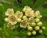 Sorbus sambucifolia