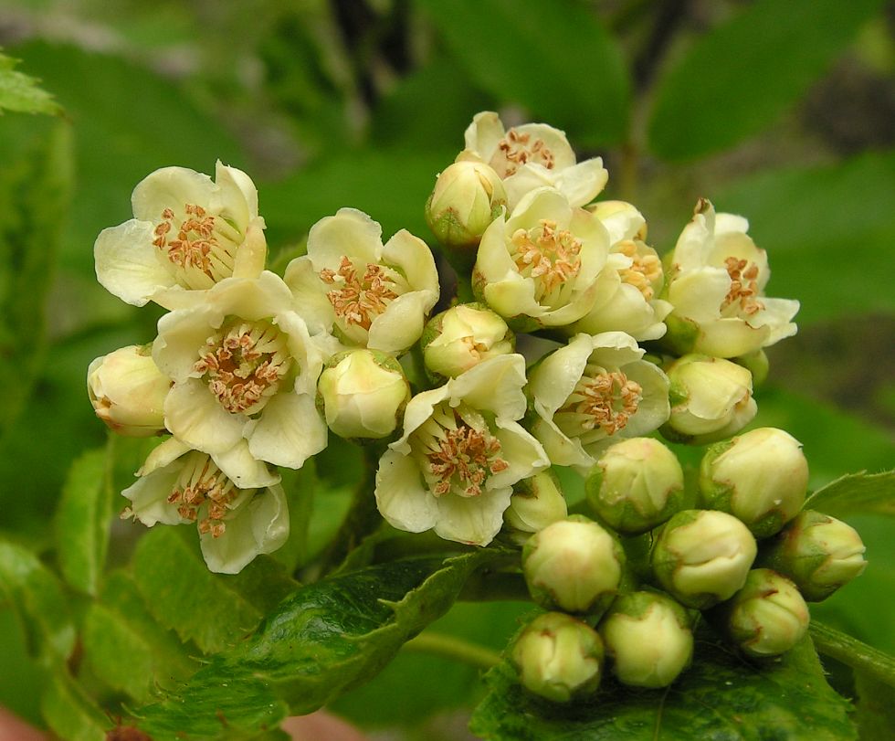 Изображение особи Sorbus sambucifolia.