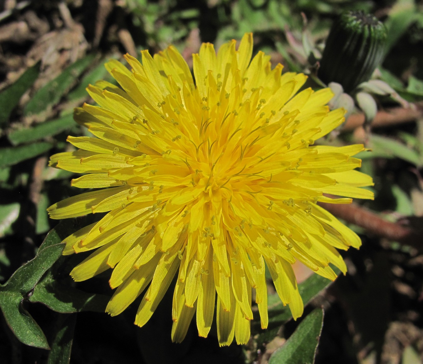 Image of genus Taraxacum specimen.