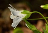 Stellaria holostea