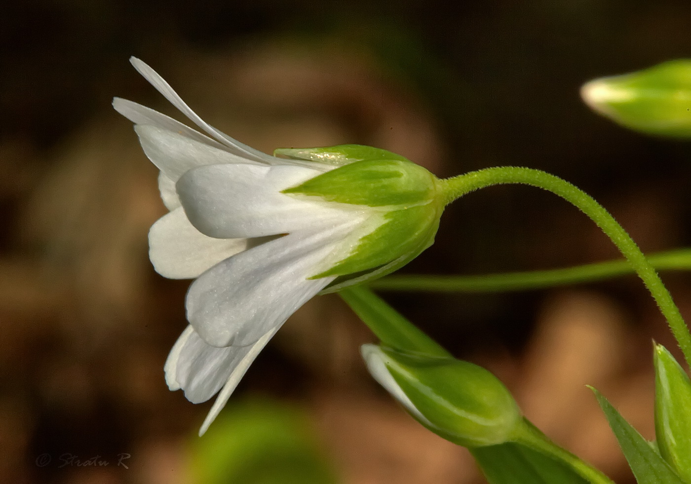 Image of Stellaria holostea specimen.