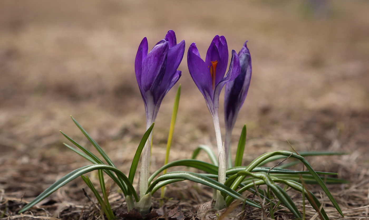 Изображение особи Crocus vernus.