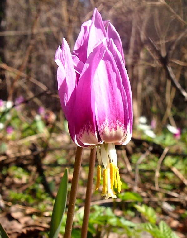 Image of Erythronium sibiricum specimen.