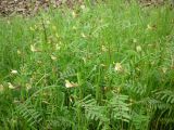 Vicia biebersteinii