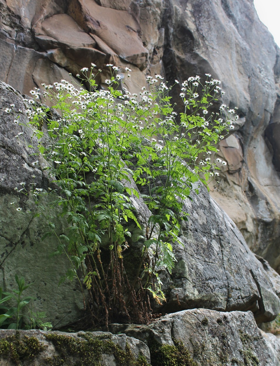 Изображение особи Pyrethrum parthenifolium.