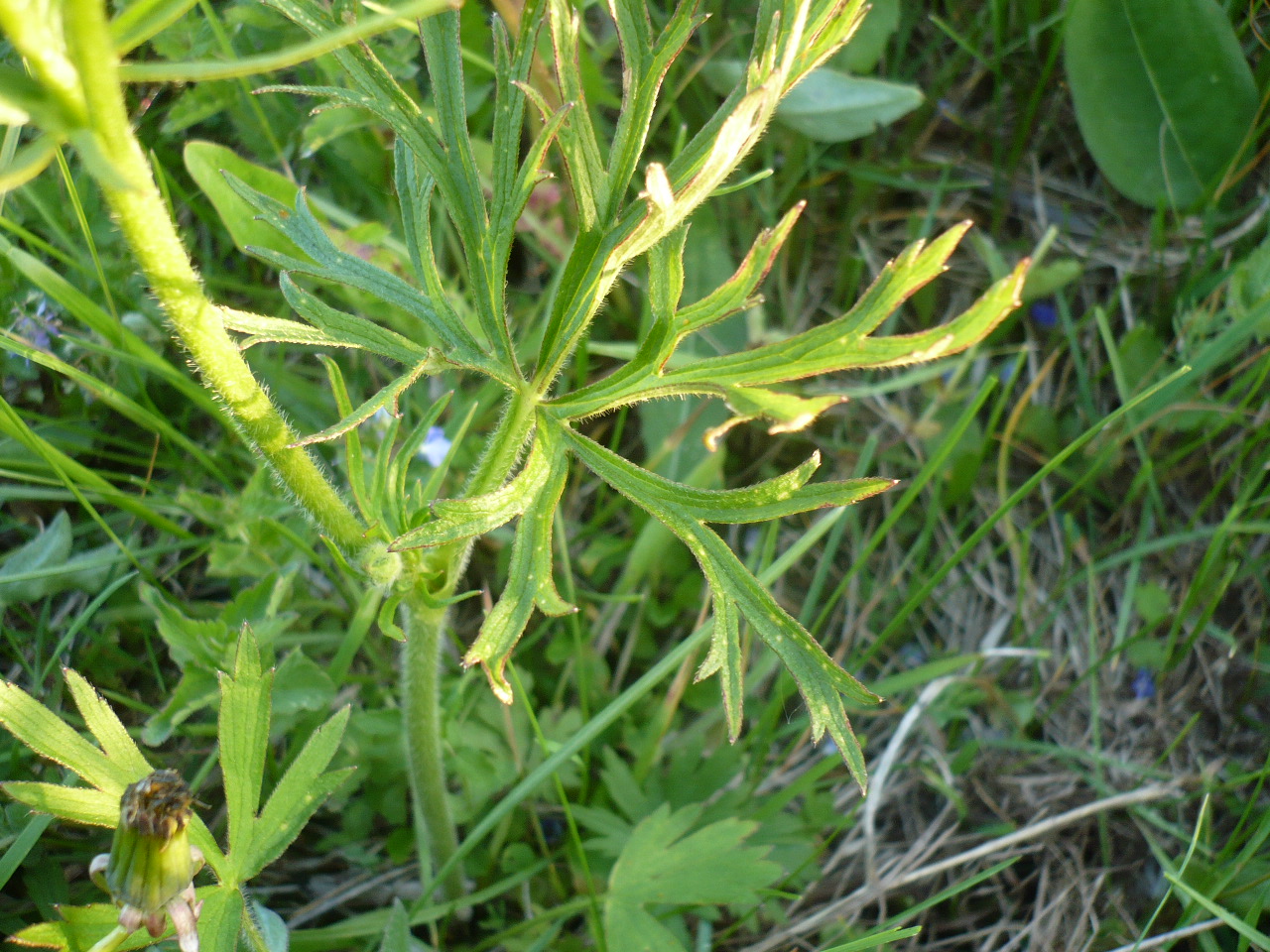 Image of Ranunculus polyanthemos specimen.