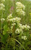 Galium mollugo