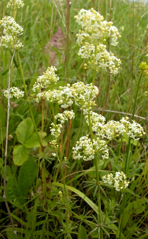 Image of Galium mollugo specimen.