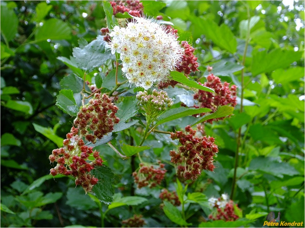 Изображение особи Physocarpus opulifolius.