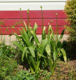 genus Allium