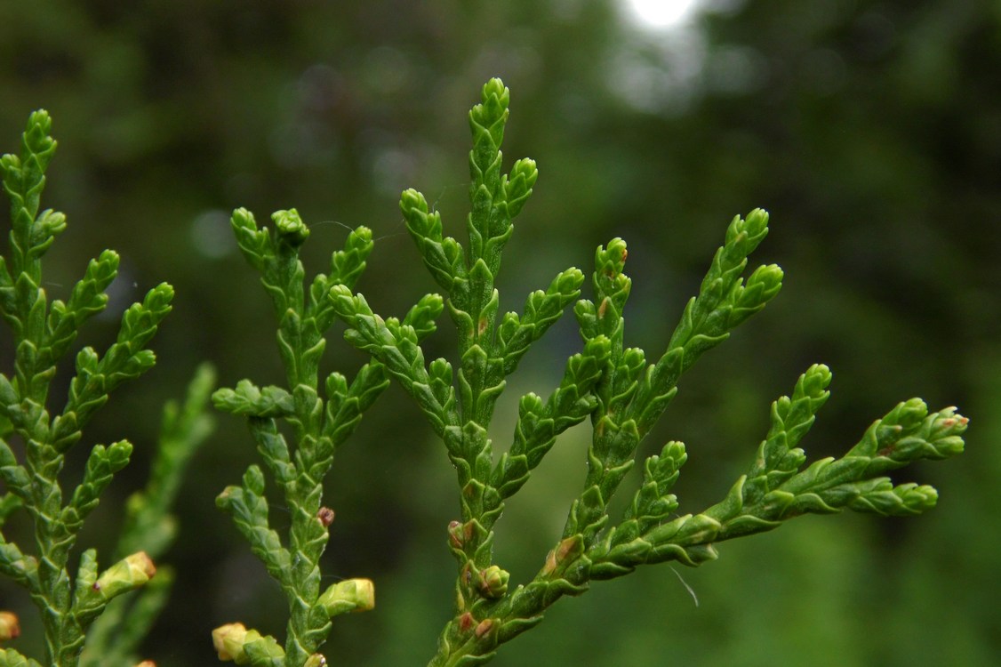 Изображение особи Platycladus orientalis.