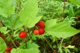 Rubus crataegifolius