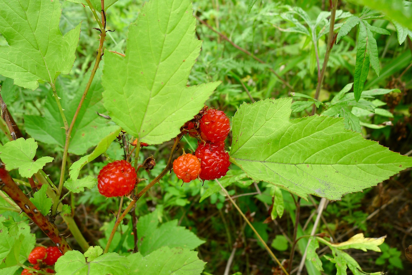 Image of Rubus crataegifolius specimen.