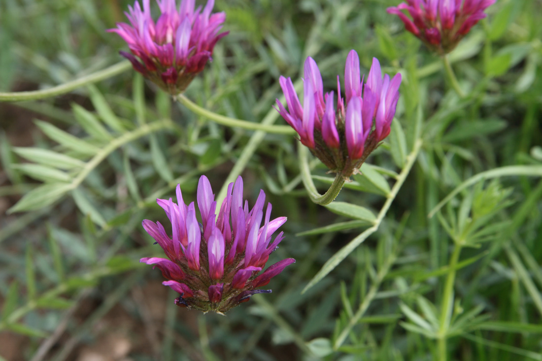 Image of Astragalus stenanthus specimen.