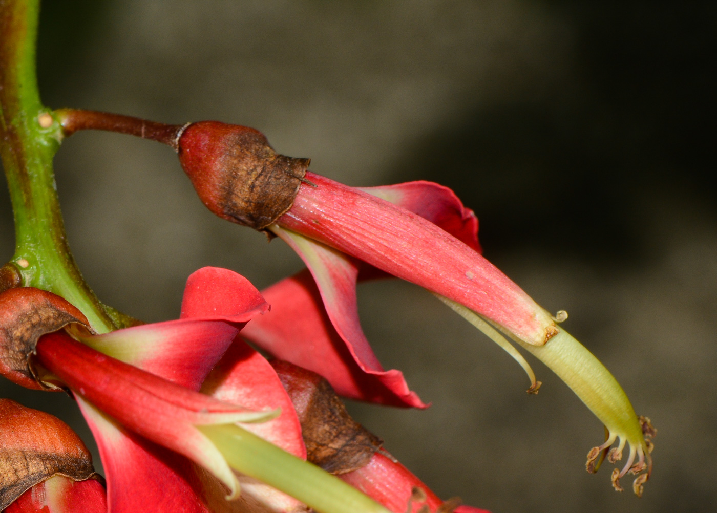 Image of Erythrina crista-galli specimen.