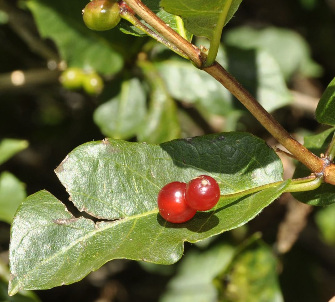 Image of Lonicera xylosteum specimen.