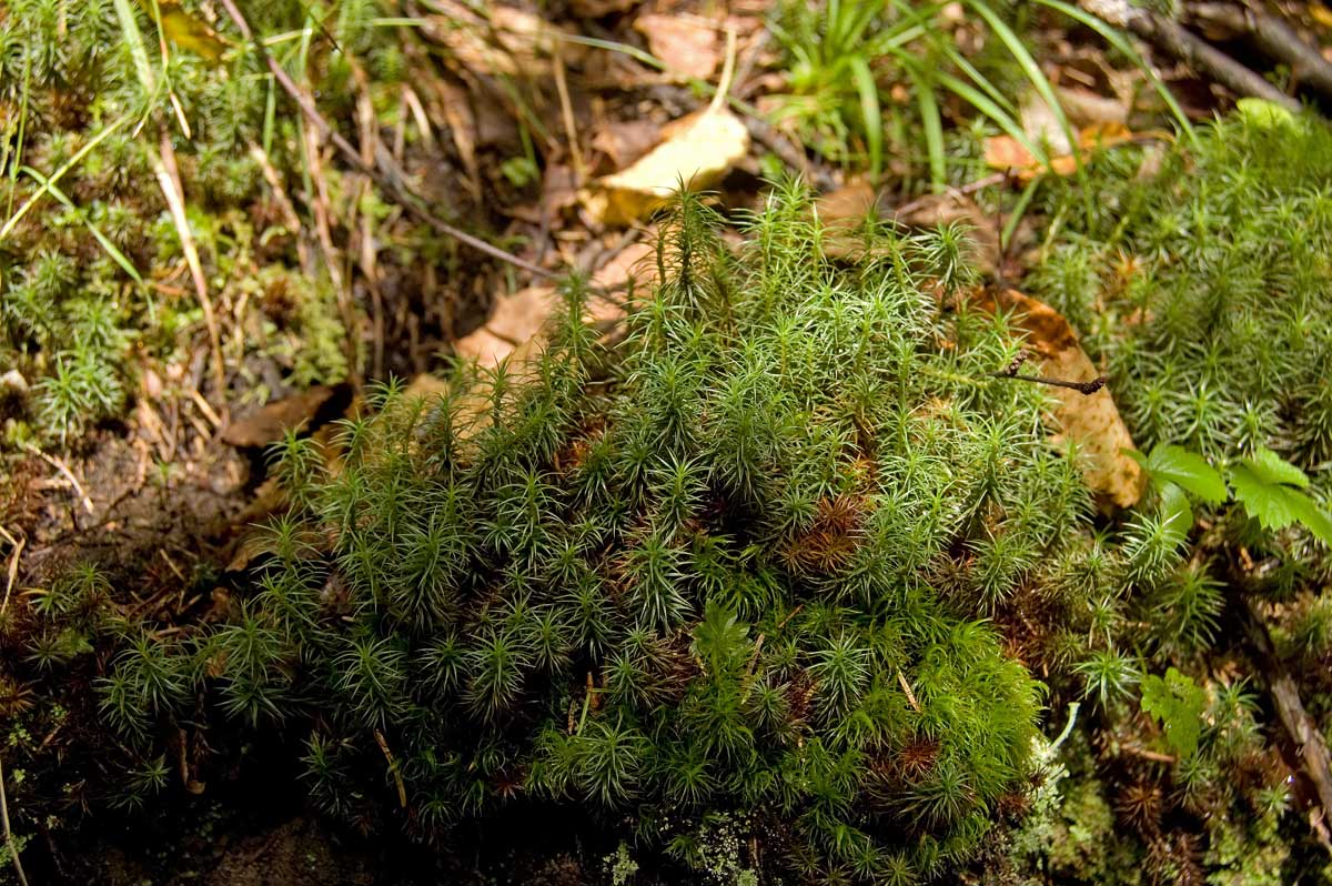 Изображение особи род Polytrichum.