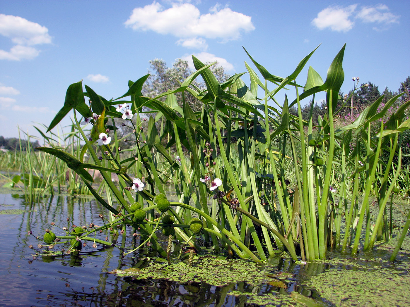 Image of Sagittaria sagittifolia specimen.