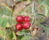Image of taxon representative. Author is Тулкин Тиллаев