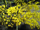 Acacia neriifolia