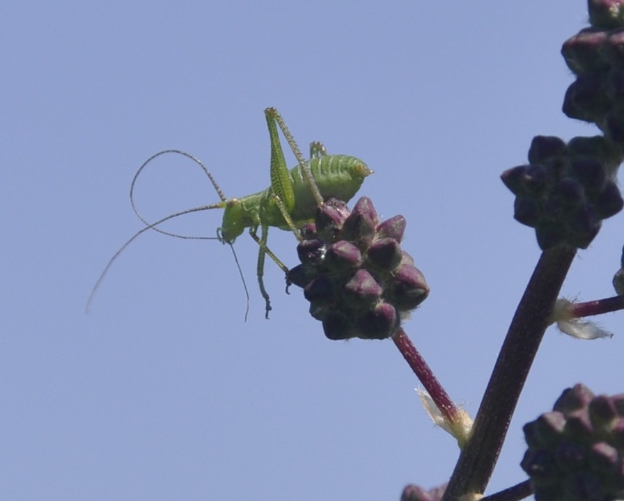 Изображение особи Poterium sanguisorba.