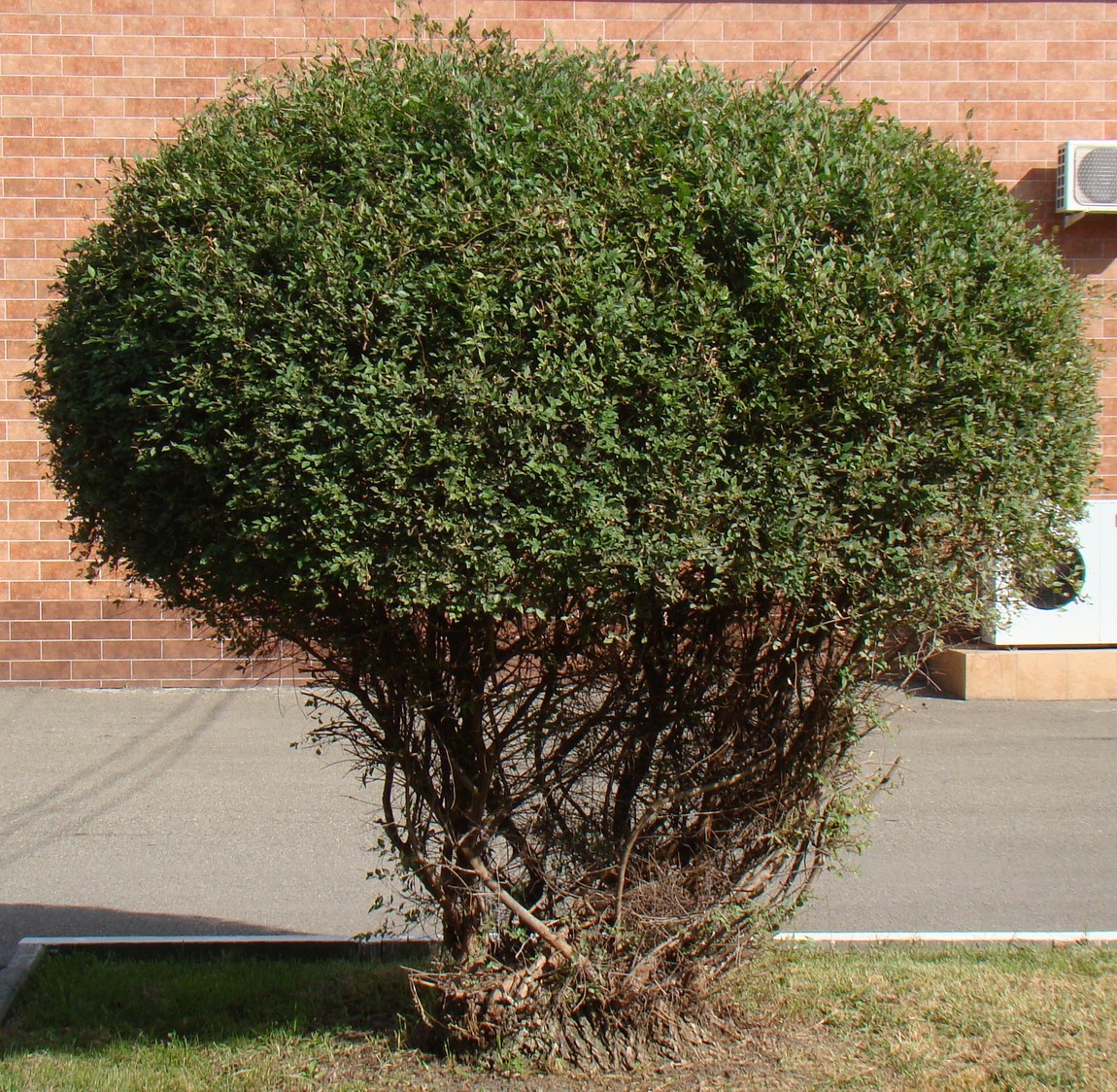 Image of Ulmus pumila specimen.