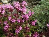 genus Thymus. Верхушки побегов с цветками и бутонами. Магаданская обл., Ольский р-н, окр. пос. Атарган, крутой каменистый склон сопки. 07.07.2017.
