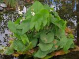 Sagittaria latifolia. Цветущее растение. Москва, природно-ландшафтный парк \"Зарядье\", в культуре. 27.09.2017.