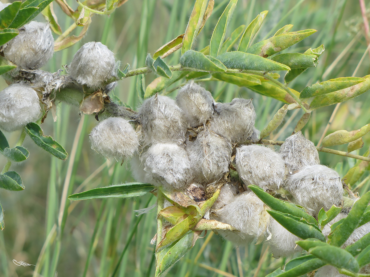 Изображение особи Astragalus sieversianus.