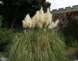 Cortaderia selloana. Цветущие растения. Крым, Алупка, в культуре. 24.10.2017.