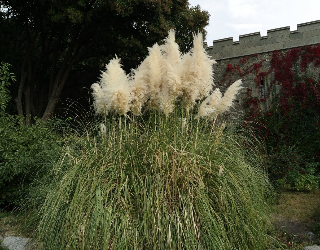 Изображение особи Cortaderia selloana.