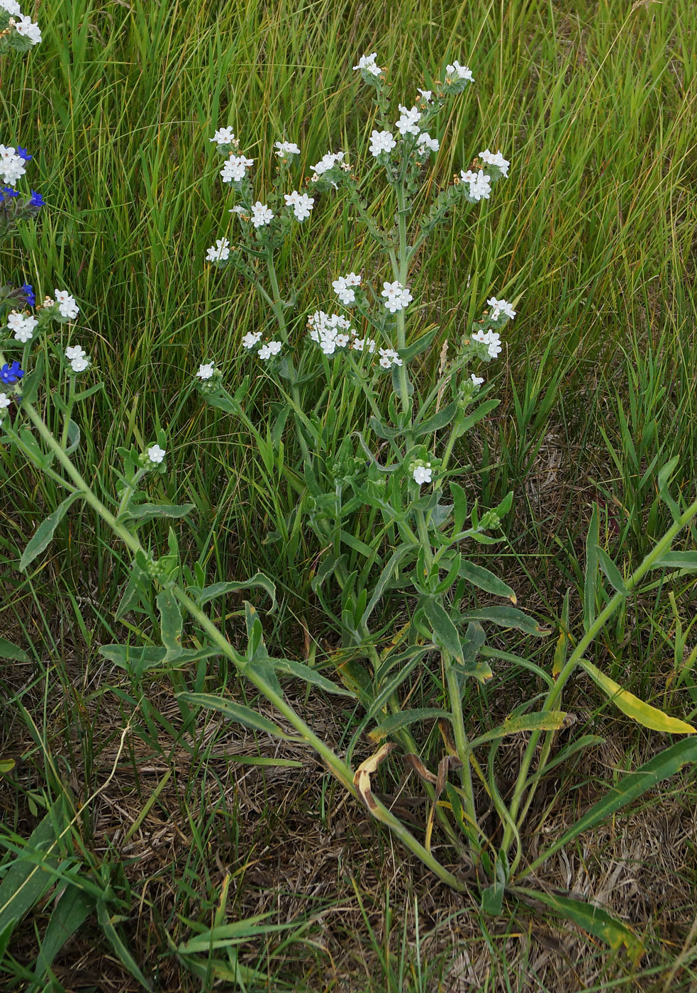 Изображение особи Anchusa officinalis.