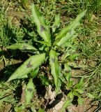 Persicaria lapathifolia