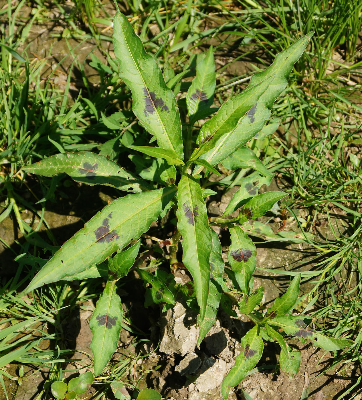 Image of Persicaria lapathifolia specimen.