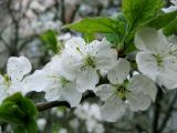 Prunus domestica