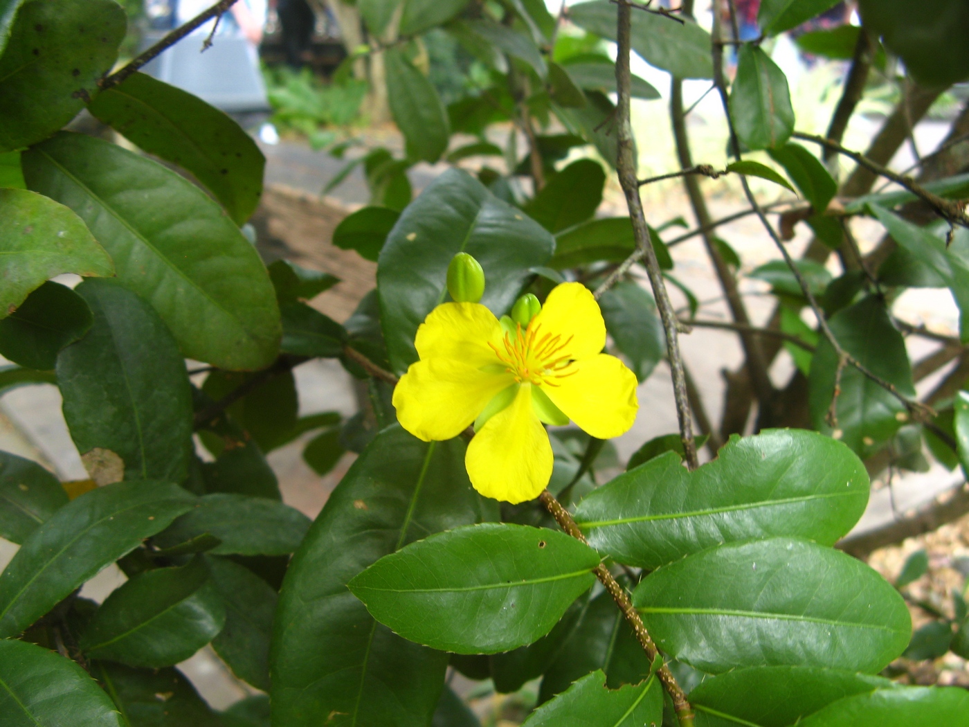 Image of Ochna kirkii specimen.