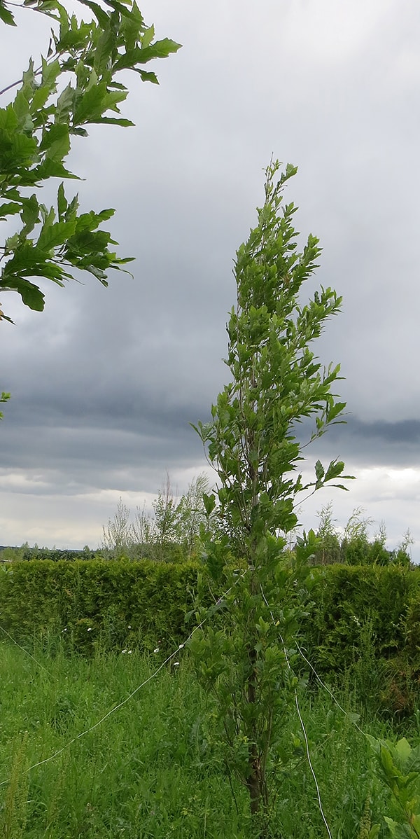 Изображение особи Quercus &times; warei.