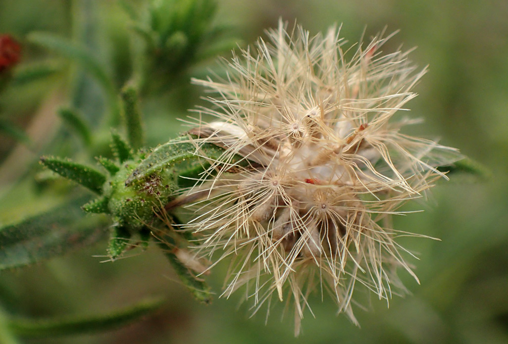 Image of Dittrichia graveolens specimen.