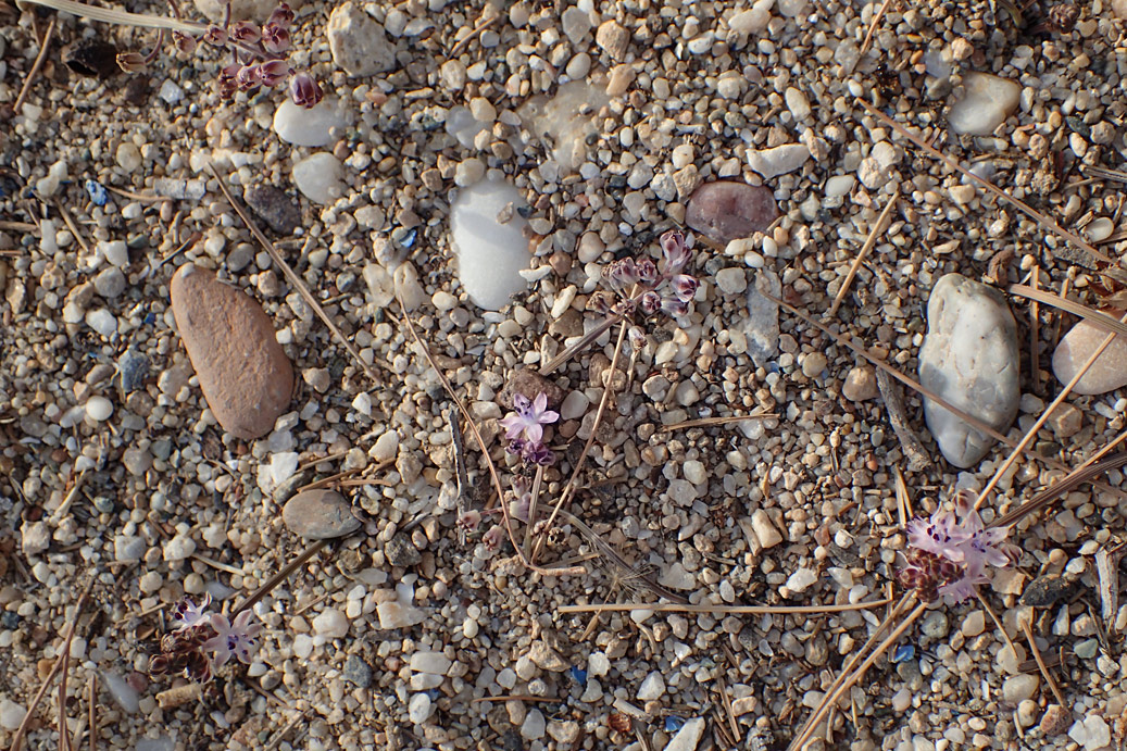 Image of Prospero elisae specimen.