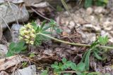 Anthyllis lachnophora