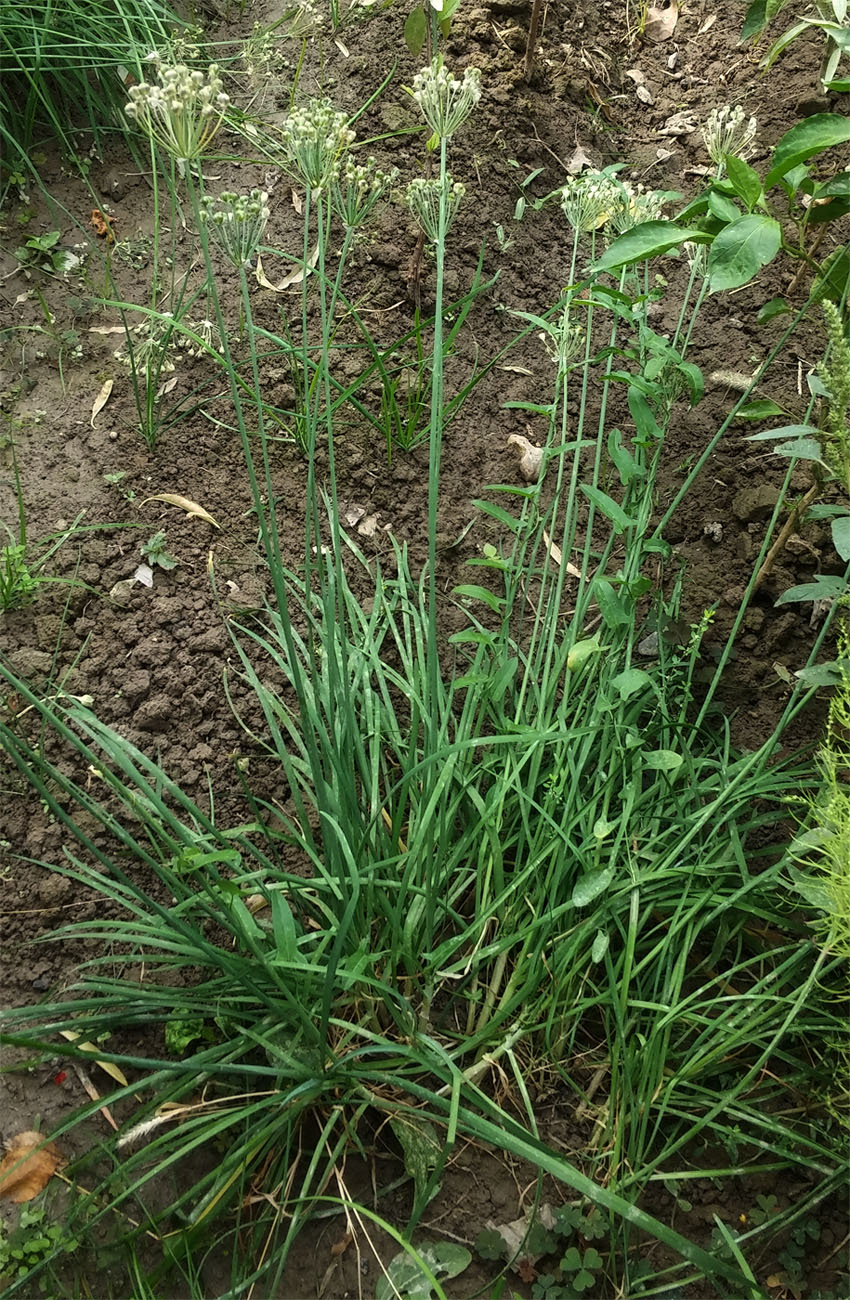 Image of Allium ramosum specimen.