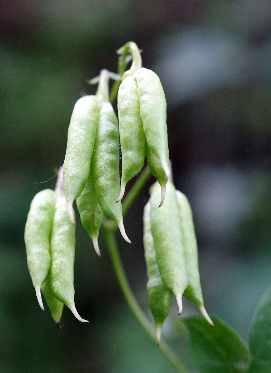 Image of Aconitum maximum specimen.