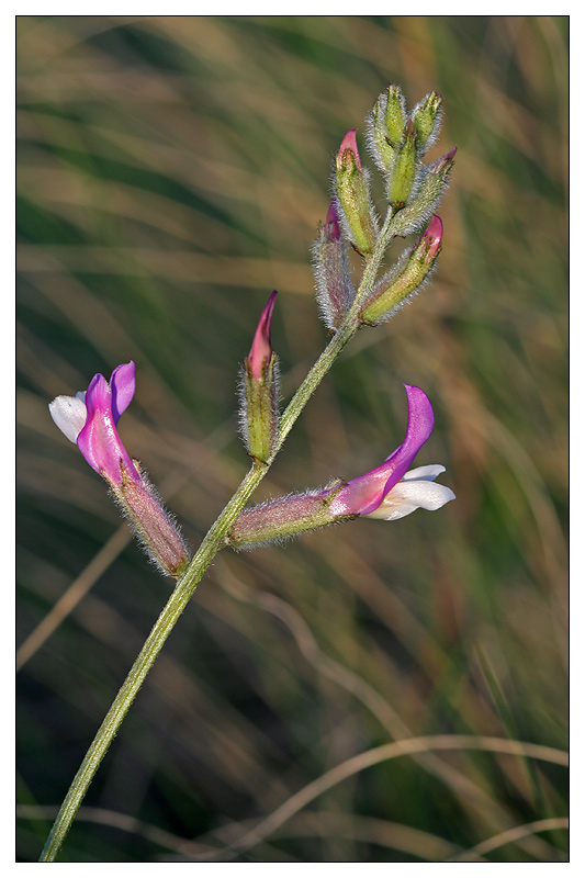 Изображение особи Astragalus macropus.