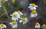 Matricaria recutita