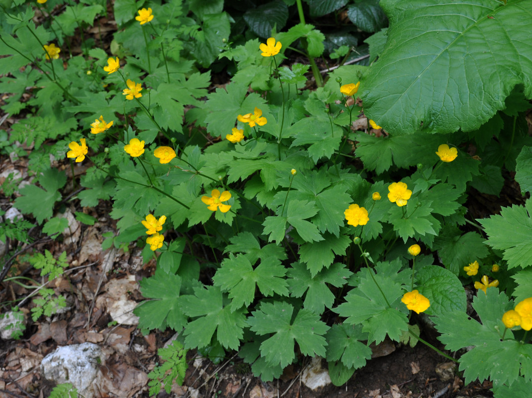 Изображение особи Ranunculus cappadocicus.